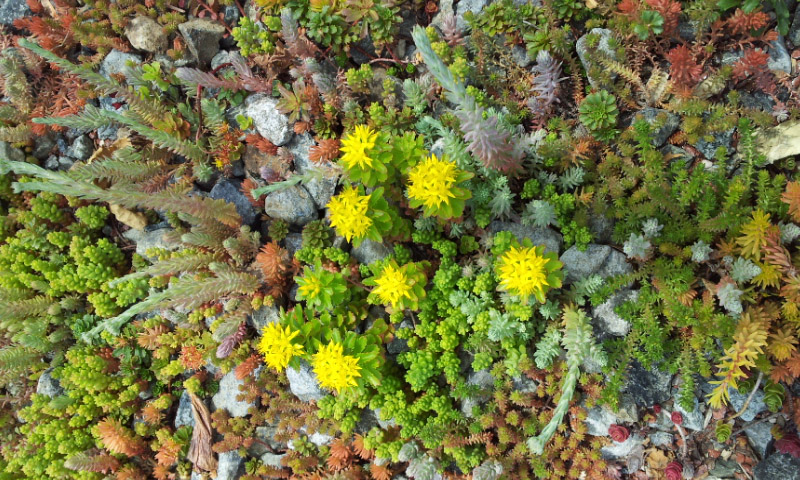 Yellow flowers of a sedum plant on the green roof.