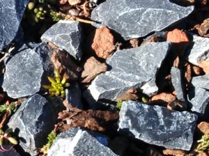 Sedum growing on the roof.
