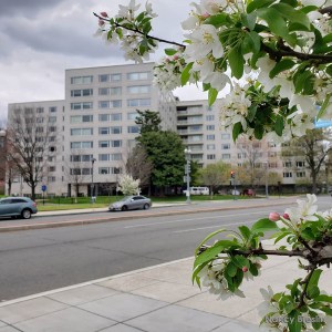 PPAC and spring blossoms from Virginia Avenue.