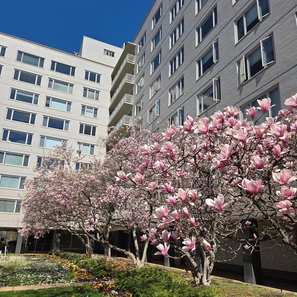 Blooming magnolias trees in front of Potomac Plaza Cooperative Apartments, in March, 2026.